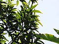 Starr-110330-4082-Cinnamomum verum-leaves-Garden of Eden Keanae-Maui (24987892771).jpg