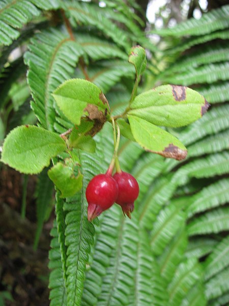 File:Starr-110713-7331-Vaccinium calycinum-fruit and leaves-Ainahou Bowl Koolau Gap-Maui (24468847144).jpg