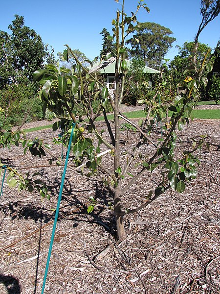 File:Starr-130201-1599-Pyrus communis-var Hood habit-Hawea Pl Olinda-Maui (25111945031).jpg