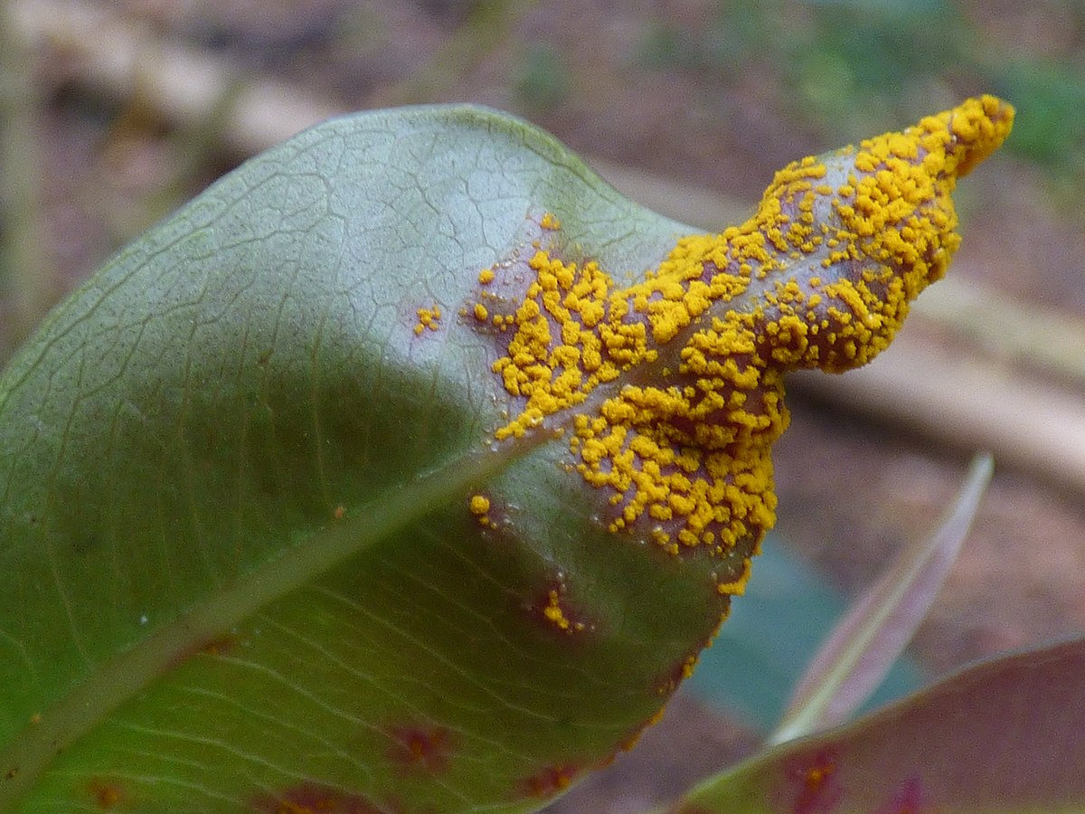 Leaf rust on plants фото 39