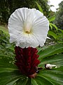 Costus speciosus, Costaceae