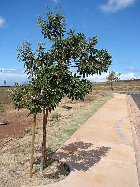 File:Starr 070221-4756 Tabebuia rosea.jpg