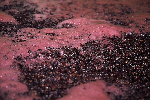 The process of fermentation at work on Pinot noir. As yeast consume the sugar in the must it releases alcohol and carbon dioxide (seen here as the foaming bubbles) as byproducts.