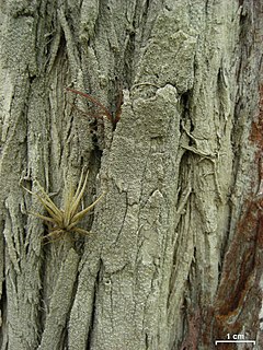 Stegobolus granulosus: fotografijŏ