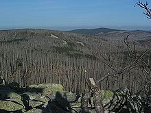 Blick vom Lusen auf den Steinfleckberg (Kuppe in der linken Bildhälfte)