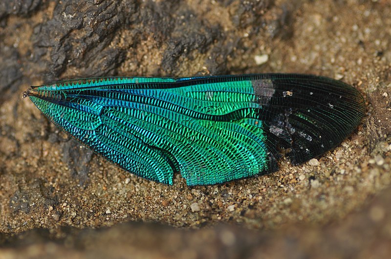 File:Stream Glory male wing details from Valparai Anamalai hills DSC 6582.JPG