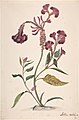 Alida Withoos: Study of a Hanekam (Celosia argentea)