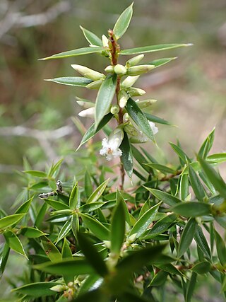 <i>Styphelia trichostyla</i> Species of shrub