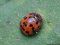 Subcoccinella vigintiquatuorpunctata (Linnaeus, 1758)