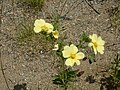 Potentilla recta Sulphur cinquefoil