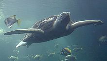 Foto von der Vorderseite der schwimmenden Schildkröte