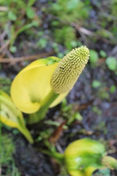 File:Swamp Lantern AKA Skunk Cabbage.jpg