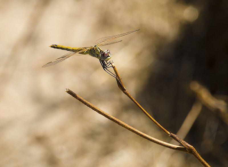 File:Sympetrum fonscolombii-pjt.jpg