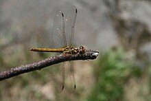 Sympetrum vulgatum from above.JPG