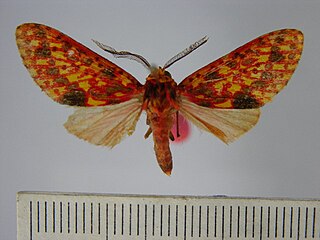 <i>Lampruna perflua</i> Species of moth