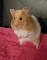 Syrian hamster Syrian hamster on blanket.jpg