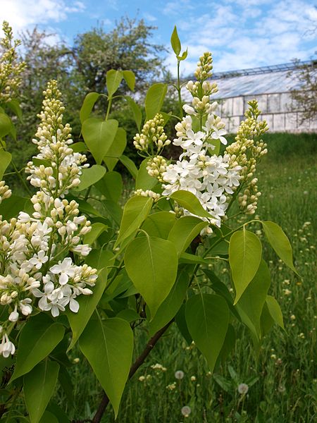 File:Syringa 5 (Poltava Botanical garden).jpg