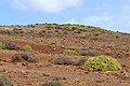 * Nomination Tablada de Vinamar, Fuerteventura --Llez 10:41, 27 May 2017 (UTC) * Promotion Good quality. --Basotxerri 11:22, 27 May 2017 (UTC)