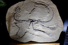 Restored skeleton Tanycolagreus topwilsoni slab.jpg