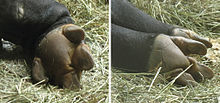 Underside of front (left) and back (right) hooves of the Malayan tapir Tapir hooves.jpg