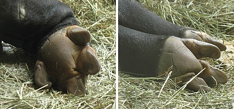 The undersides of the front feet (left, with four toes) and back feet (right, with three toes) of a Malayan tapir at rest
