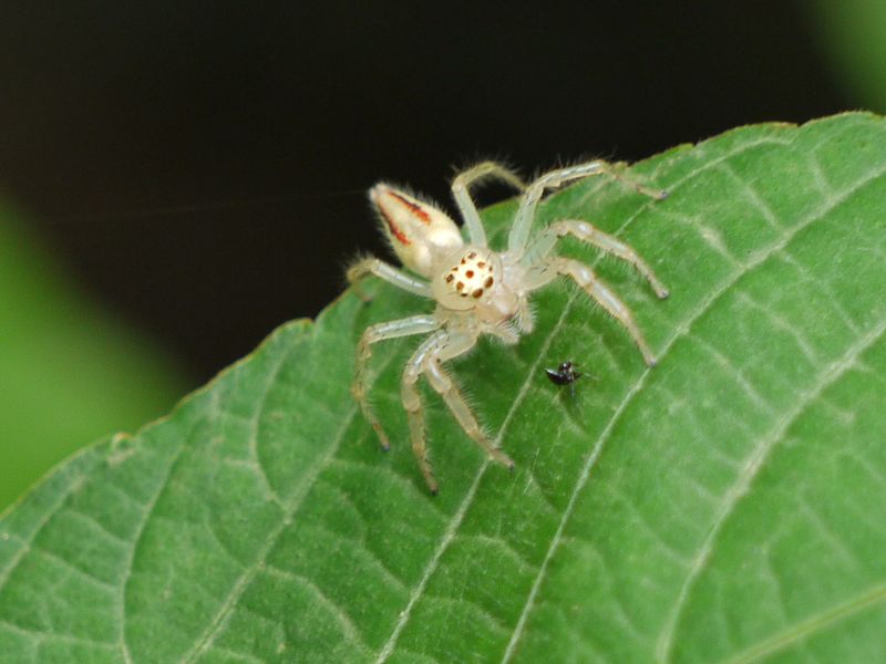 File:Telamonia dimidiata ♀ (3806882572).jpg