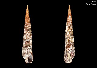 <i>Punctoterebra succincta</i> Species of gastropod