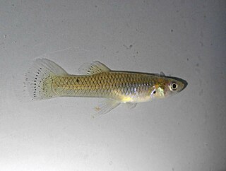 <i>Gambusia speciosa</i> Species of fish