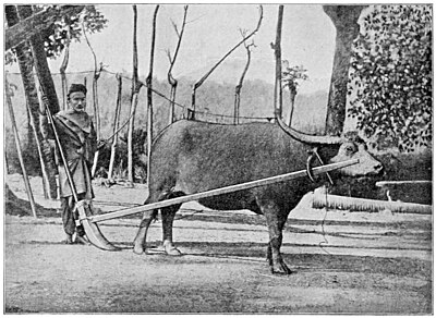 PLOUGH (LANGAY) DRAWN BY A BUFFALO.