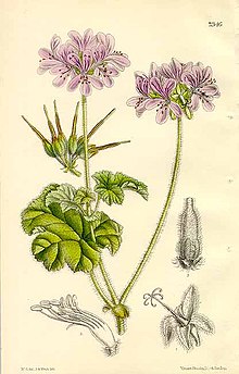 Botanik Dergisi. pl 7346. Pelargonium Drummondii.jpg