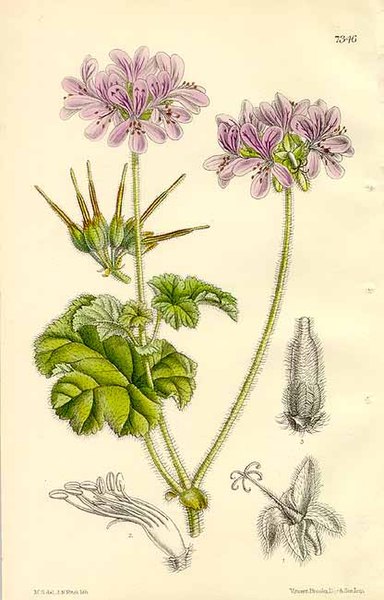 File:The Botanical Magazine. pl 7346. Pelargonium Drummondii.jpg