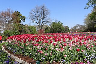 Red and pink tulips by Inuyas (wikimedia.org)