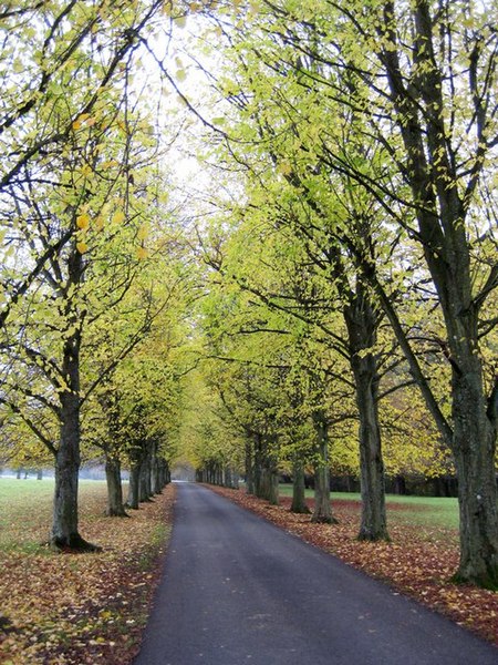 File:The Drive - Parnham - geograph.org.uk - 1037363.jpg