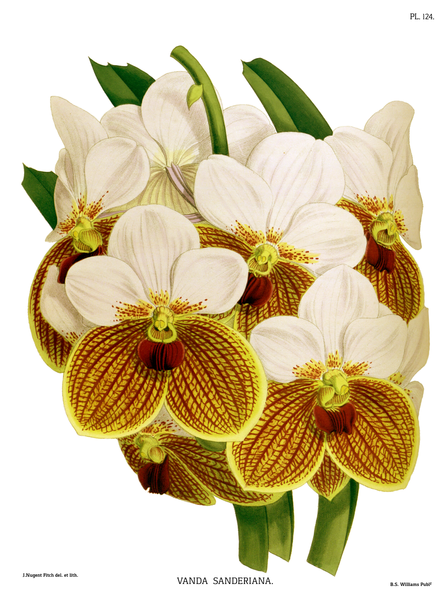 File:The Orchid Album-03-0088-0124-Vanda sanderiana.png