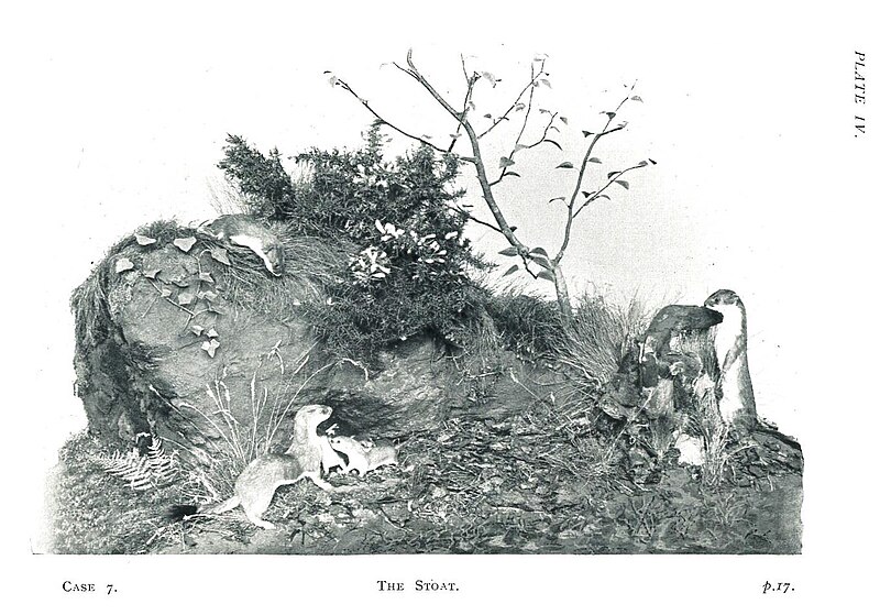 File:The Stoat, British Mammals Case 7, Lord Derby Natural History Museum, Liverpool, 1932.jpg