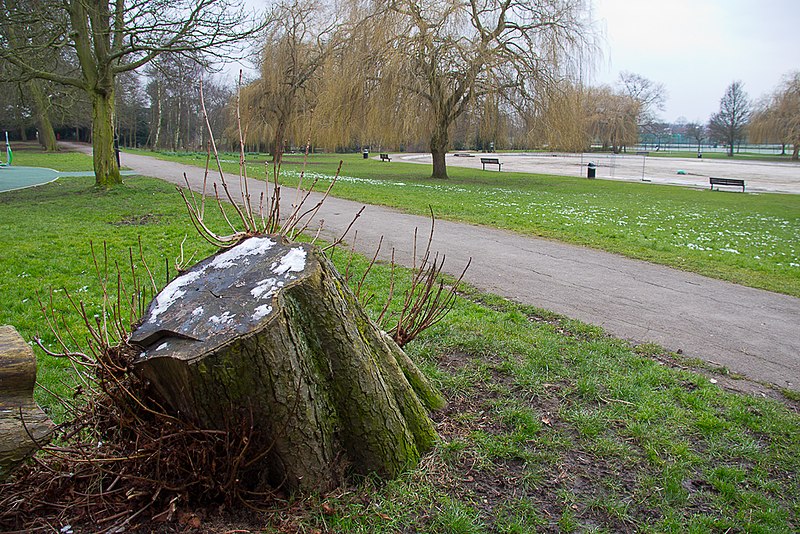 File:The Stump, Broomfield Park, London N13 - geograph.org.uk - 3404416.jpg