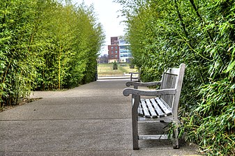 The bamboo pathway.jpg