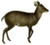 The deer of all lands (1898) Michie's tufted deer white background.png