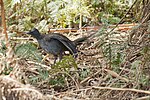 Thumbnail for File:The elusive Superb Lyrebird - 009 Male singing (25937888425).jpg