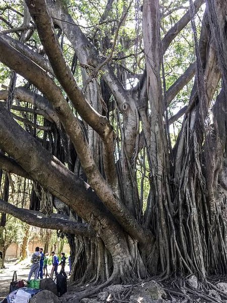 File:The giant tree of Algiers aged by hundreds of years.jpg