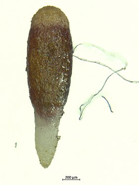 Липка насінина ялівцевої омели (Arceuthobium oxycedri (DC.) M. Bieb) з Кримського півострова