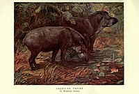 The wild beasts of the world (Plate 5) by Winifred Austen