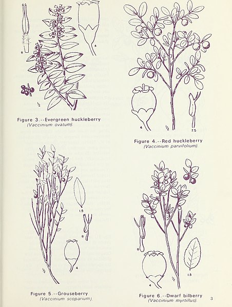 File:The wild huckleberries of Oregon and Washington - a dwindling resource (1972) (20386066000).jpg