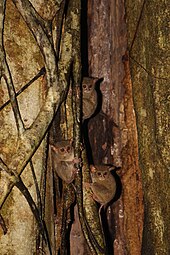 Groupe de Tarsius (tarsier) de Sulawesi dans un arbre du Tangkoko National Park.