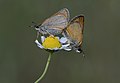 * Nomination Essex Skipper (Thymelicus lineolus). Adana, Turkey. --Zcebeci 14:50, 1 July 2016 (UTC) * Promotion Good quality. --Johann Jaritz 16:02, 1 July 2016 (UTC)