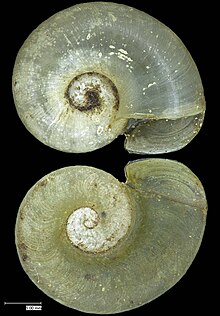 Thyrophorella shell.jpg