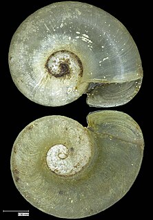 <i>Thyrophorella thomensis</i> Species of gastropod