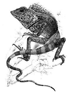 <i>Gonocephalus</i> Genus of lizards