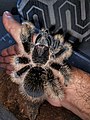 Die Kraushaar-Vogelspinne sieht ziemlich stachelig aus, hat aber auch nur Haare.