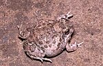 Thumbnail for Common sand frog